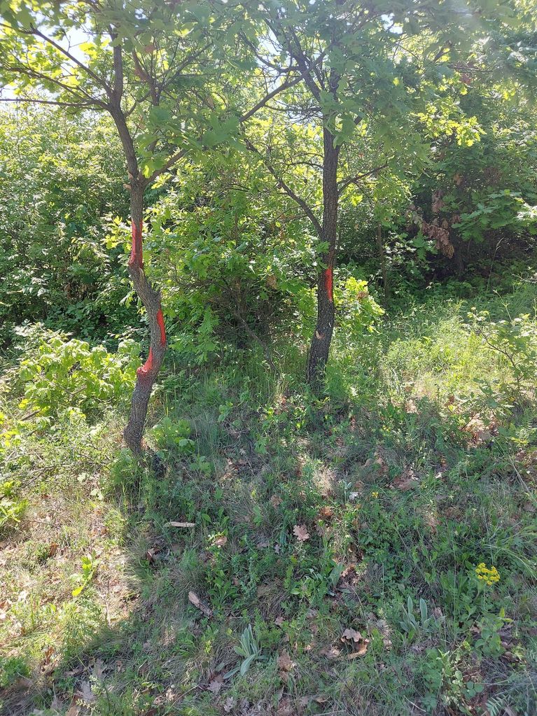 Продава се Парцел в с. Малка Верея, Област Стара Загора - 8537 кв.м за 8 €/кв.м - Снимка #6