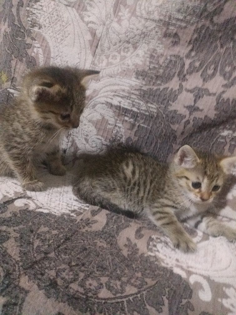 Котята, мальчик и девочка