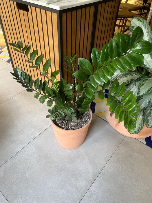 Продаются комнатные растения Замиокулькас, Аглаонема, Фикус, Шеффлера