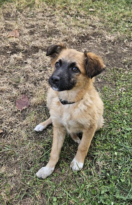 Отдам доброму и ответственному человеку