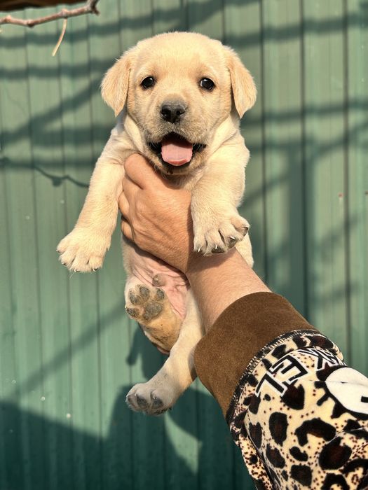 Продаем лабрадоров щенков