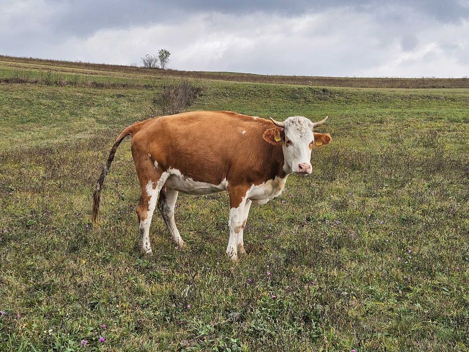 De vanzare 4 juninci 2.5 ani