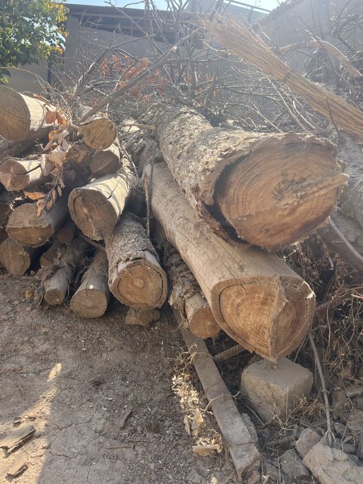 Sosna yog‘ochlari sotiladi!