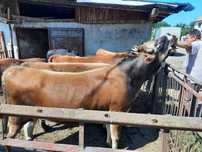 Tăurași gersey vârstă 10 luni între 300 și 350 kg