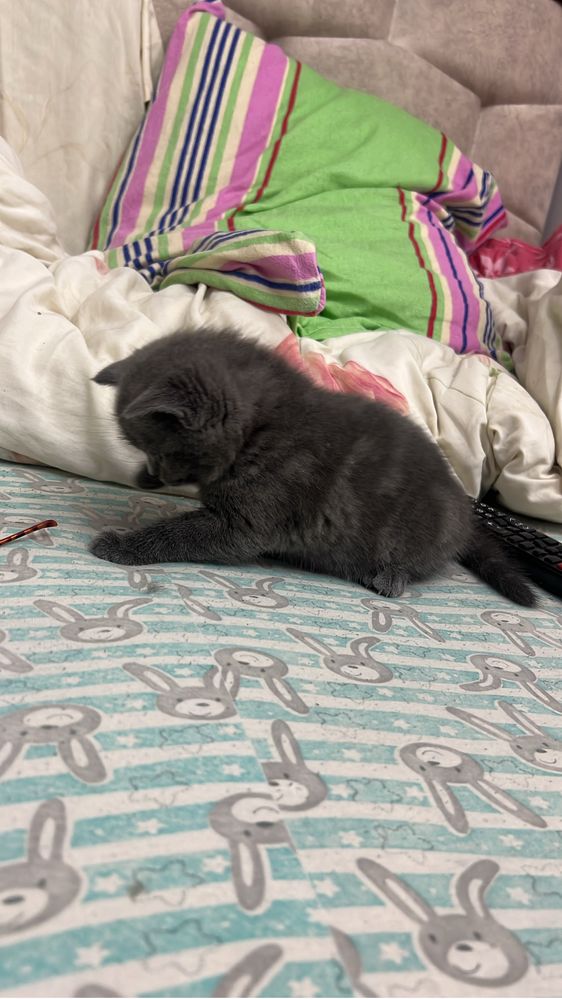 Brithis Shorthair motanel