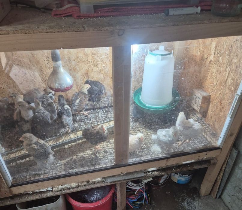 Cușcă pentru puisori