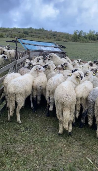 Vând 30 de oi la a treia fătare