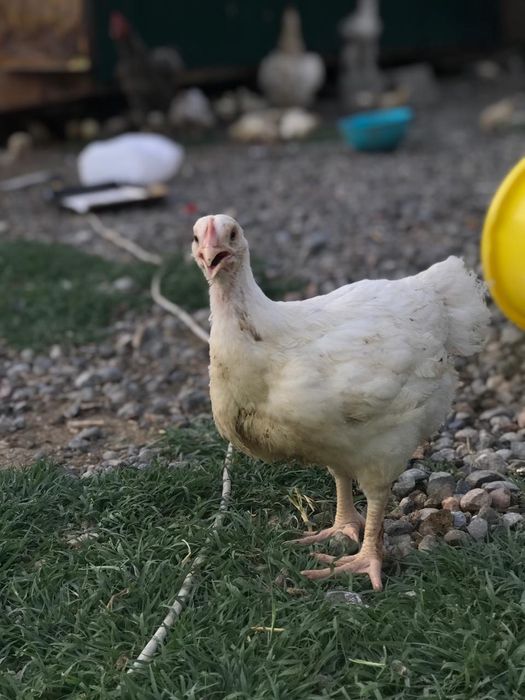 Бройллер тауыктары сатылады