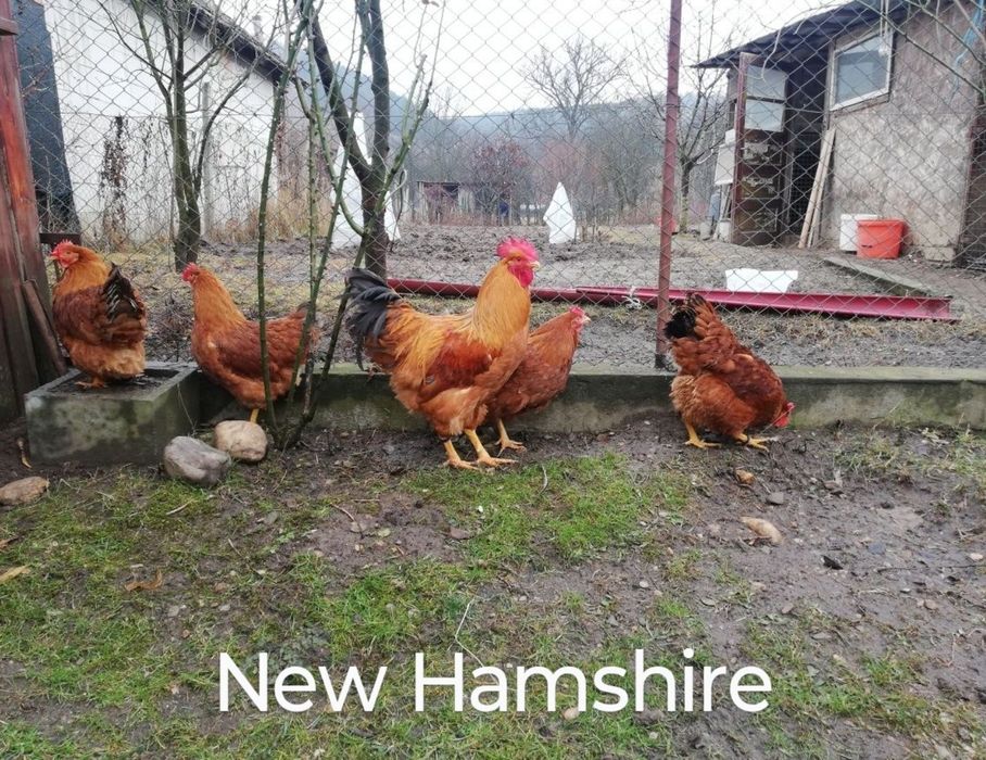 Păsări de rasă, Familii 2+1