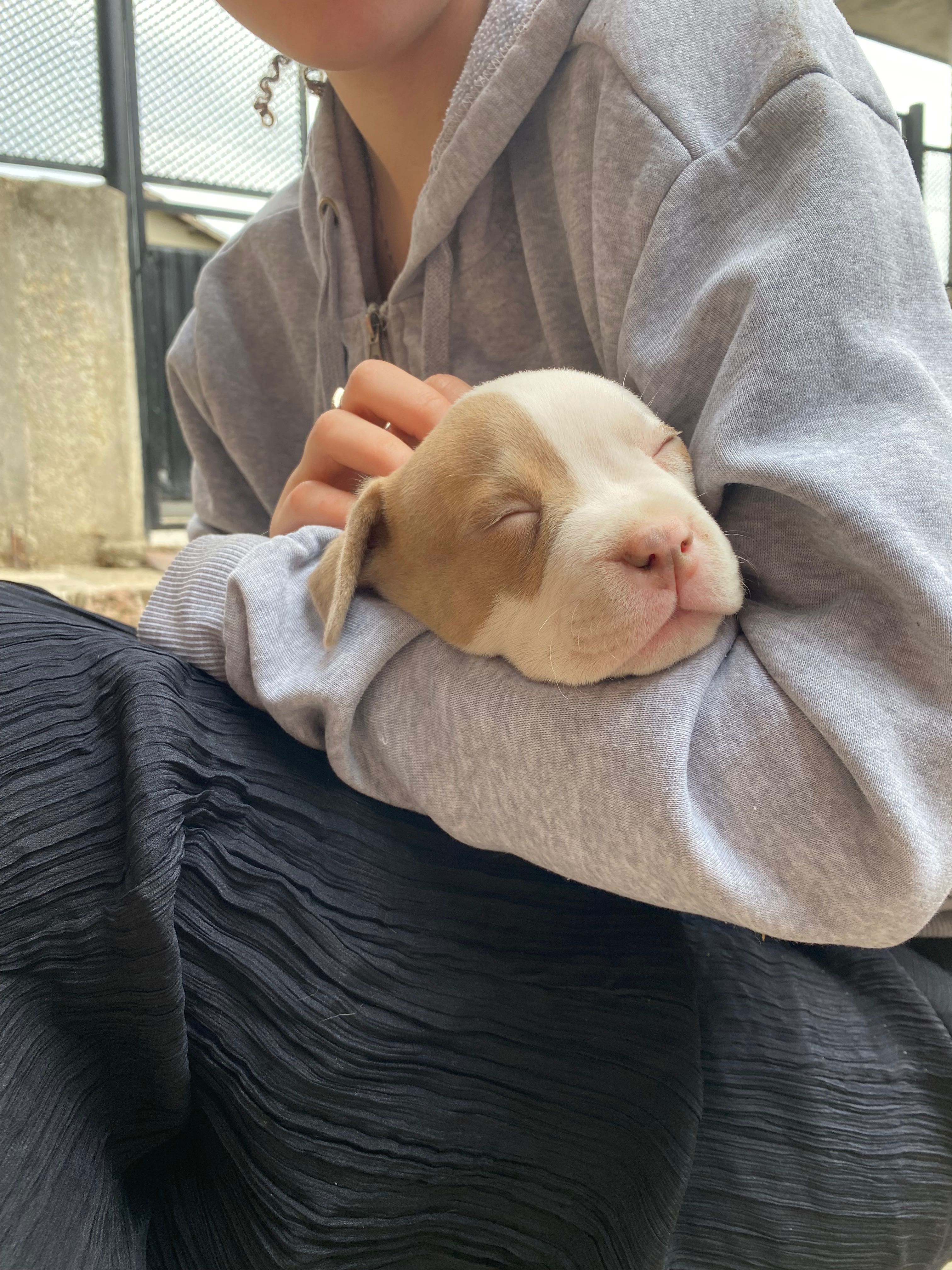 American bully pocket бебе