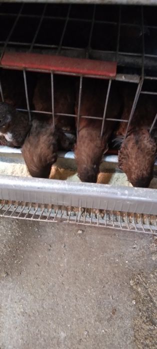 Prepelite  tuxedo tibetan