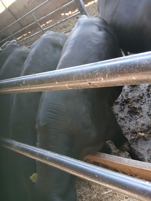Vanzare tauri angus