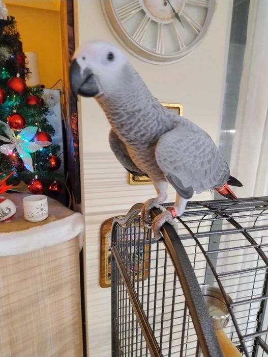 Женско Кралско жако ръчно хранено на шест месеца.