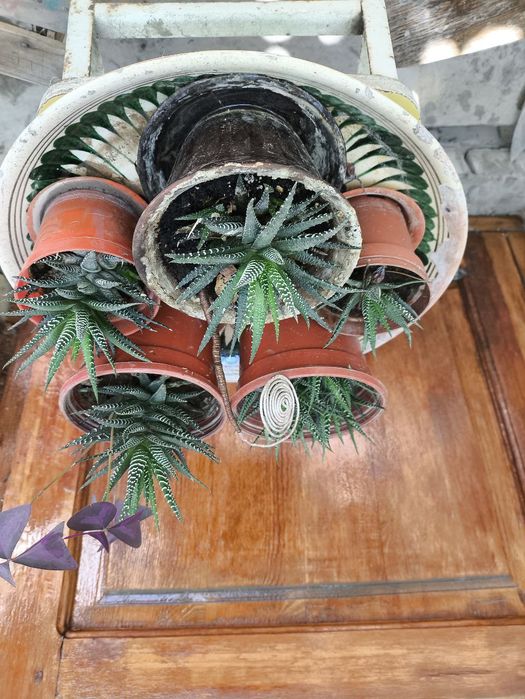 Продатся цветы из дома