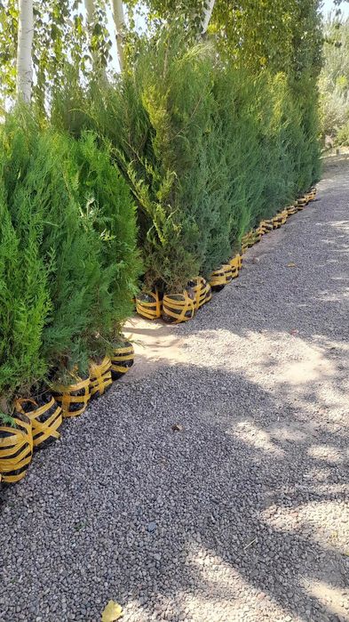 Арчалар. Бор. Зурларидан. Хархил. Мевалиг. Дарахлар   Асарти.  Нархи.