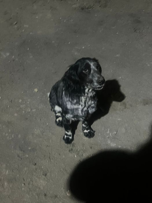 Спанель 6 месяц девучка