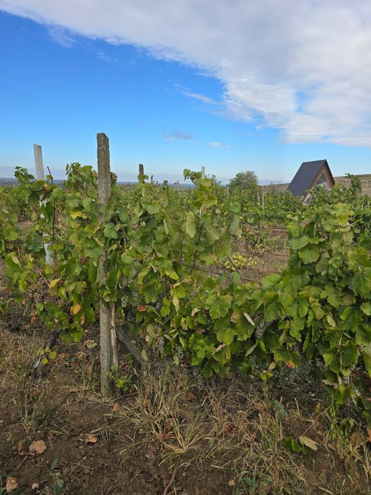 mustoasa de maderat Struguri pentru vin și tuica