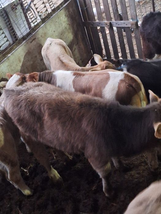 Vand vitei și vitele