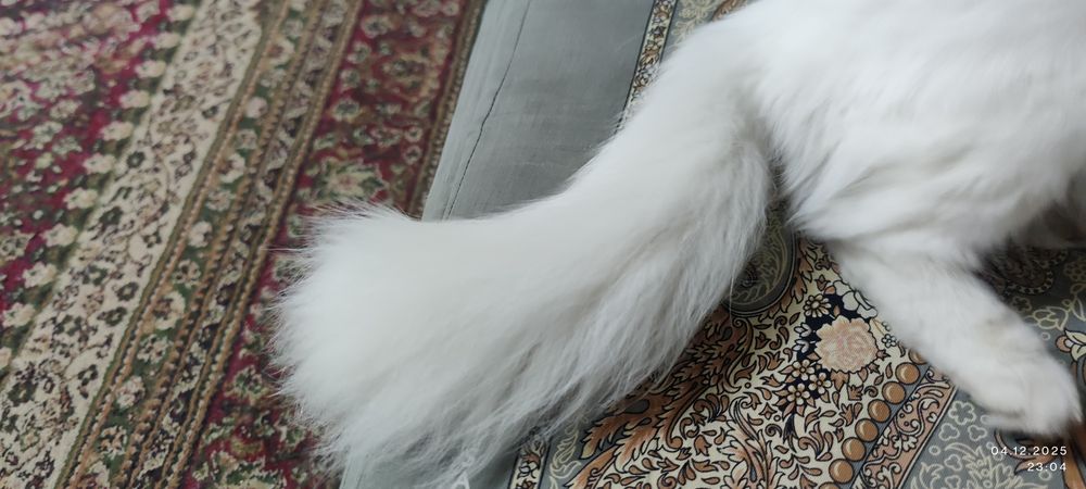 турецкая ангора 8 месяц девочка