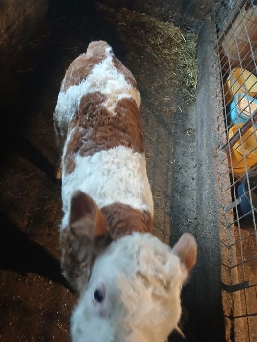 Vând vițea de rasă .