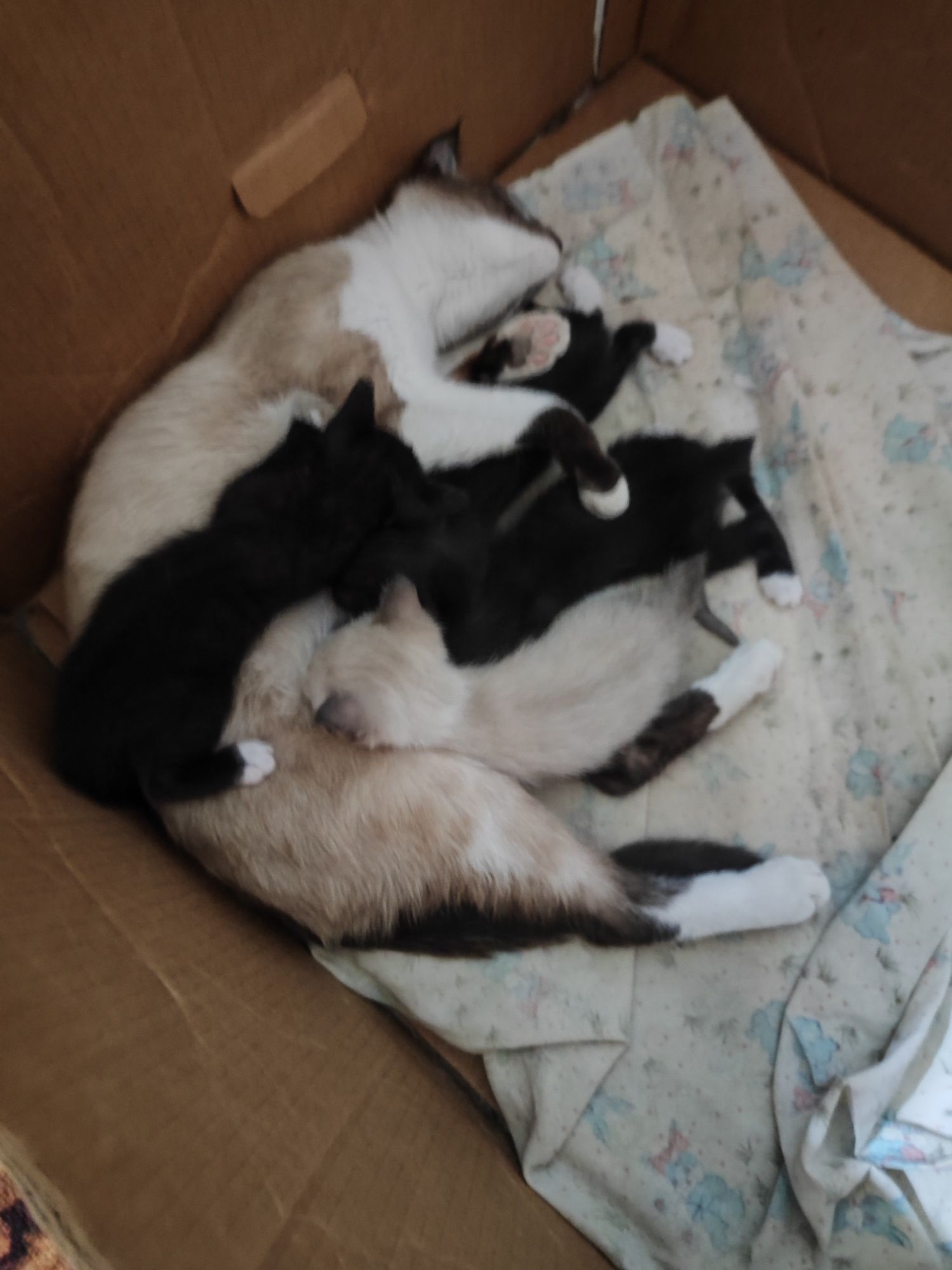 Котята в хорошие руки.