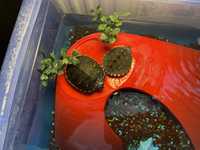 Vand broscuțe țestoase de acvariu