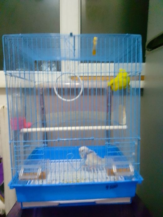 Продается 2 попугая