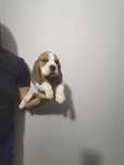 Beagle tricolor 2 luni