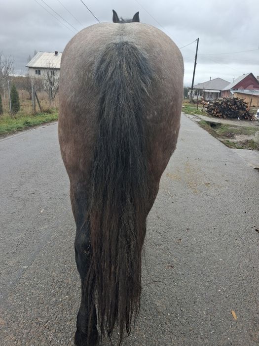 Vând sau schimb mânză de 2 ani