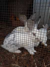 Кролики разной породы