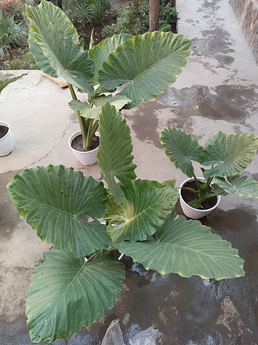 Уй ва ишхона учун табиий гуллар