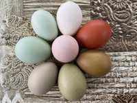 Разноцветни домашни яйца от раз.породи кокошки за консумация и люпене