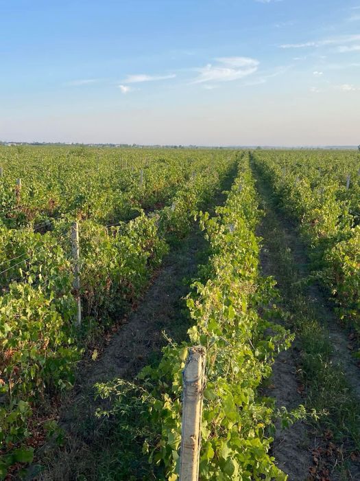 Vand struguri pentru vin !