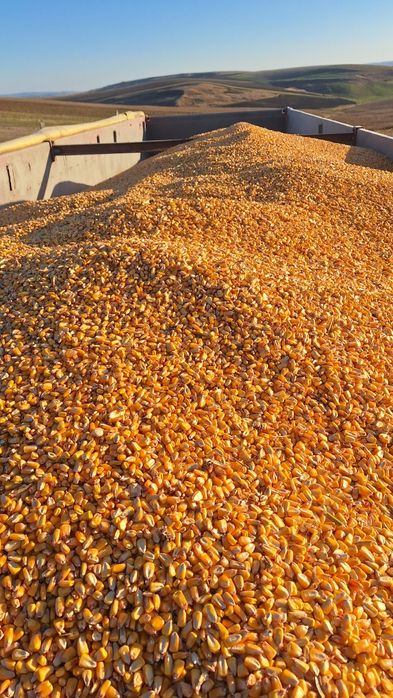 Porumb graunte, Floarea soarelui