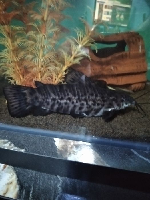 Аквариумные рыбки