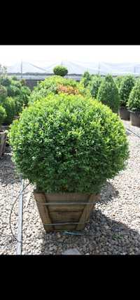 Buxus sempervirens globular, plante decorative, plante ornamentale