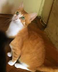 RAPHAEL, metis British Shorthair orange tabby white, adoptie gratuita