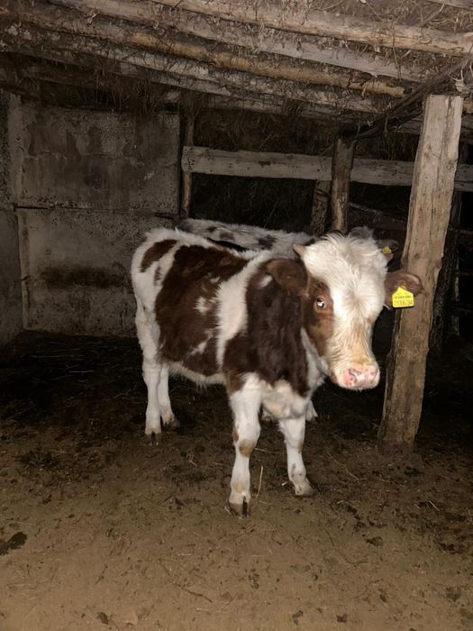 Потсос бзаулар сатылады