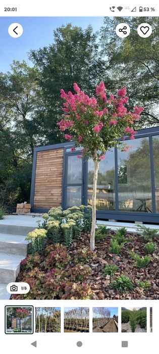 Vând liliacă idian