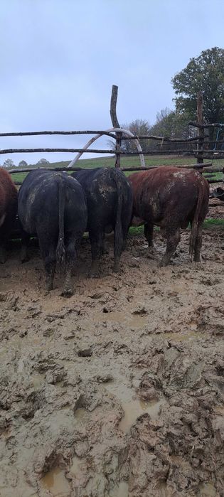 Продадени са животните