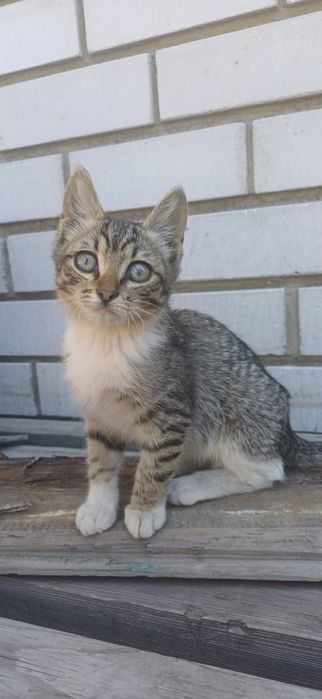 Отдаём в хорошие руки три девочки котята