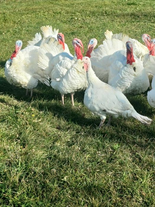 Vand curcani tineri crescuti natural