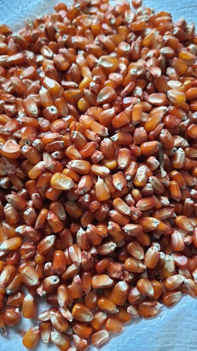 Porumb rosu bob mic sticlos