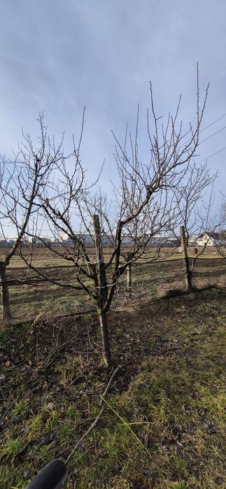 Tund pomi fructiferi