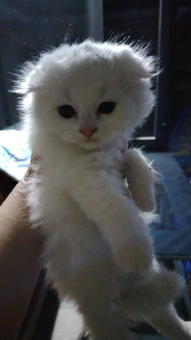 Кошечки шатлагские