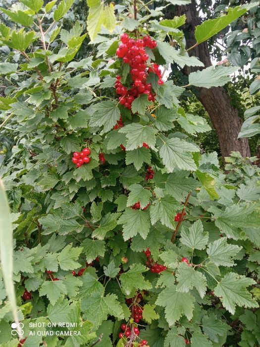 Продаем дачу, с/о Энтузиаст