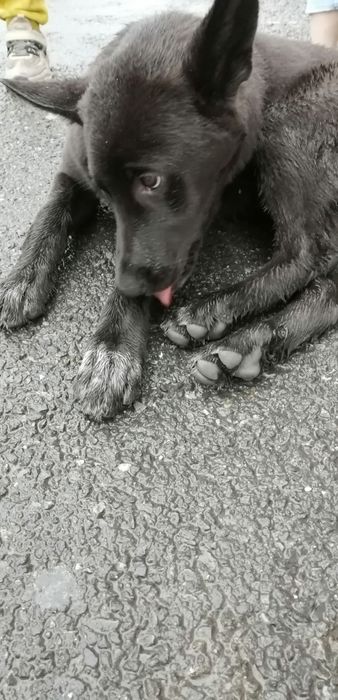 Срочно!!! Пристраиваем собачку!!!