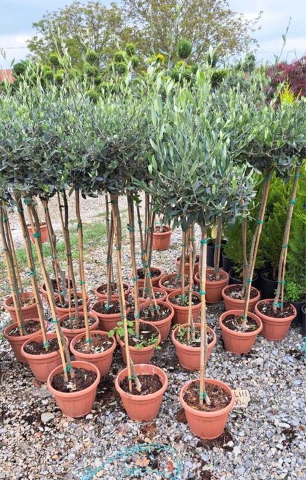 Plante ornamentale