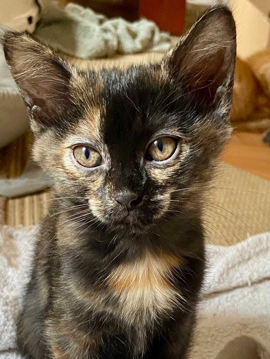 Подарявам пухкаво домашно коте Izzy