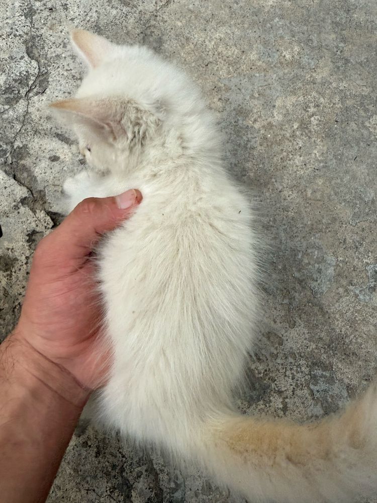 Сиамская кошка и котят